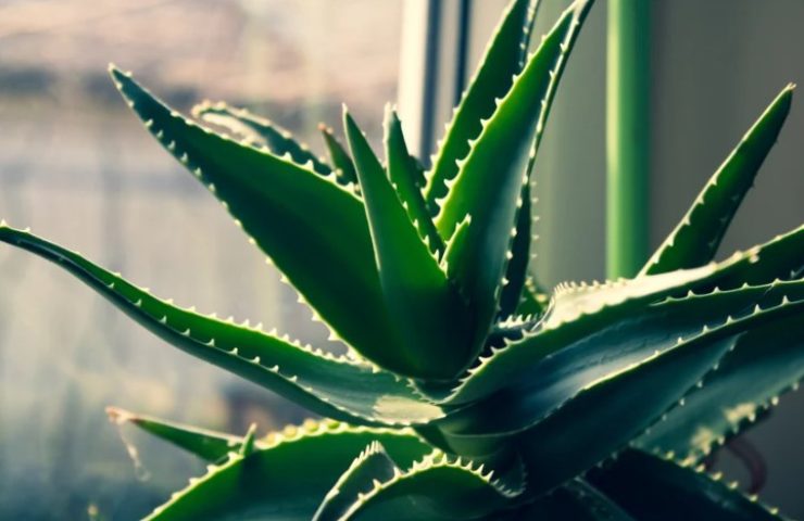 Pianta di aloe vera