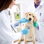 Veterinari e cane