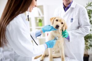 Veterinari e cane