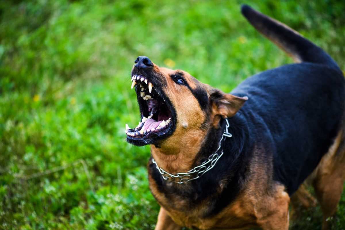 cane aggressivo