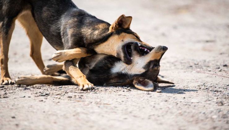 cani lottano
