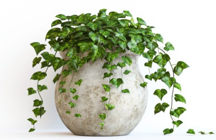 Pianta in vaso contro la polvere: l'edera