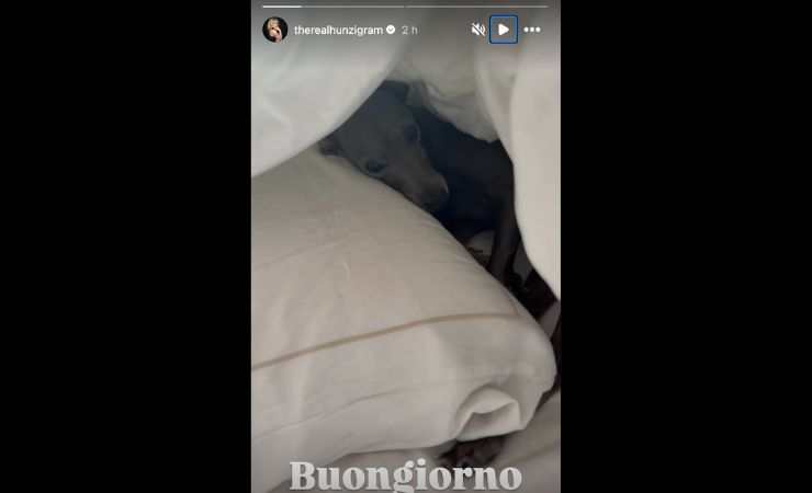 cane sotto le coperte