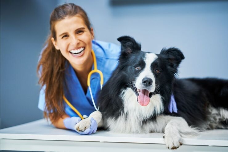 Veterinaria e cane